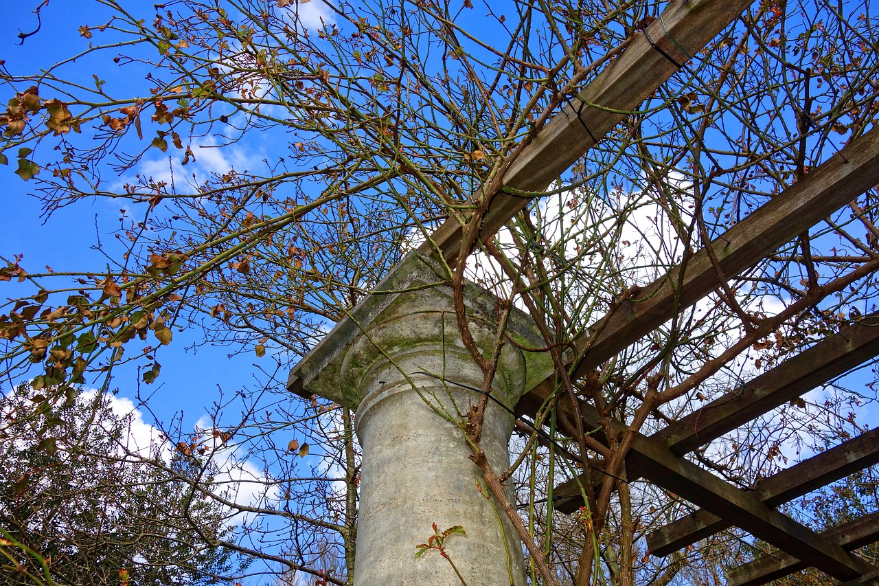 How to Build a DIY Pergola with Climbing Plants